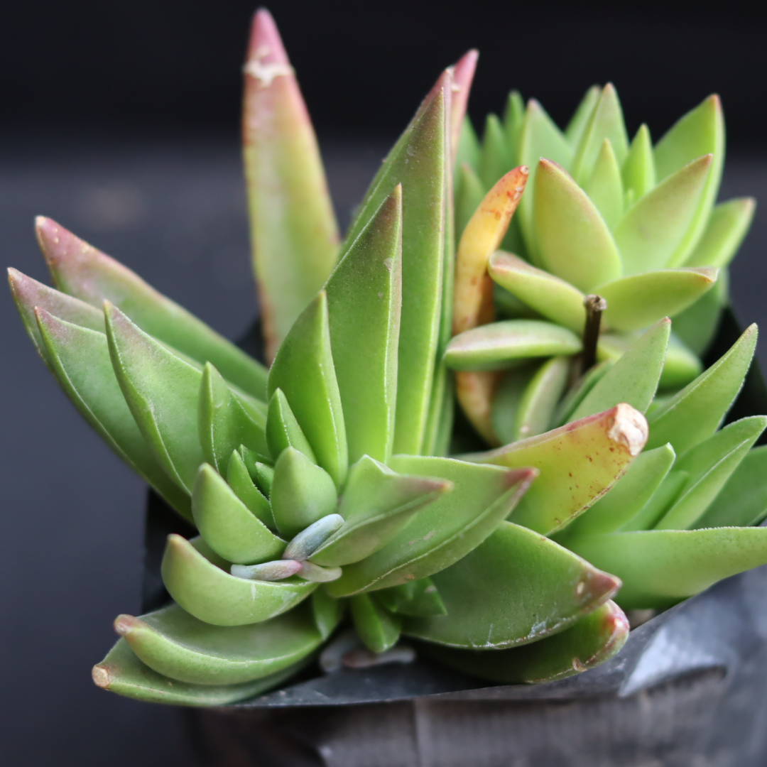 Close-up of Crassula Thyrsiflora featuring lush green leaves with red edges.