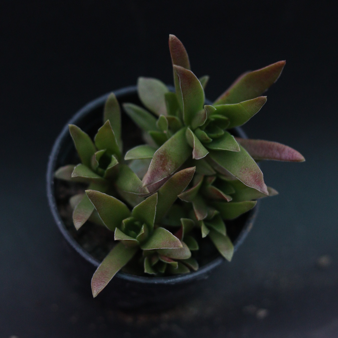 Unique Crassula Thyrsiflora plant with vibrant green and red foliage, a beautiful addition to any collection