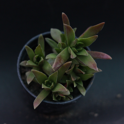 Unique Crassula Thyrsiflora plant with vibrant green and red foliage, a beautiful addition to any collection