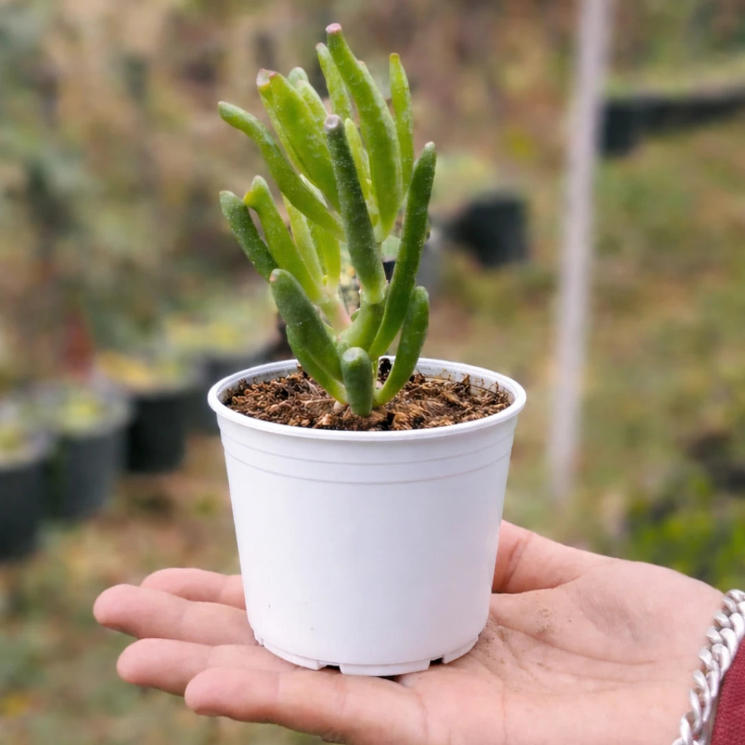 Crassula ovata ‘Gollum’ succulent with tubular green leaves and reddish tips, growing in a white pot held in a person’s hand outdoors.