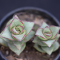 Top view of Crassula Perforata, highlighting its green leaves with red edges