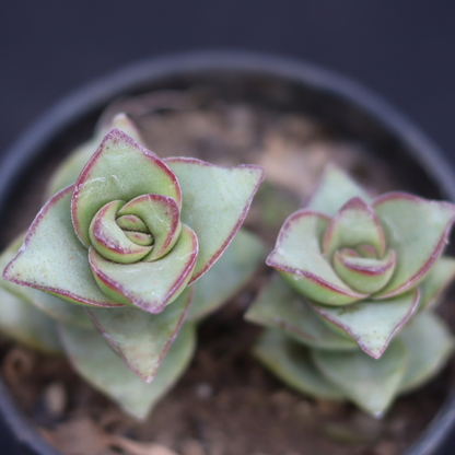 Top view of Crassula Perforata, highlighting its green leaves with red edges