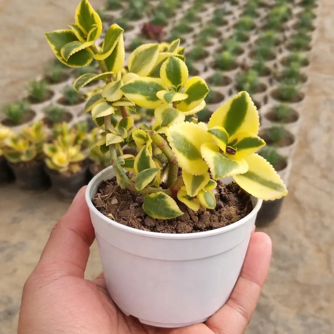 Crassula sarmentosa succulent with green leaves edged in bright yellow, growing on branching stems in a white pot held in a person’s hand at a plant nursery.