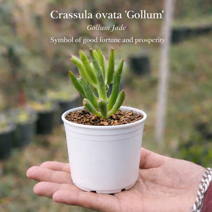 Succulent Gift Box – Set of 14 Live Succulent Plants