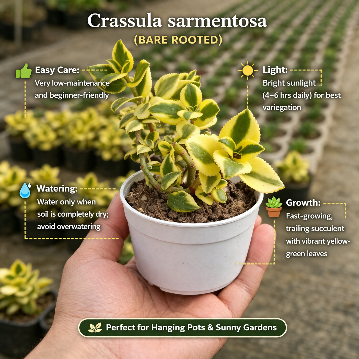 Crassula sarmentosa (BARE ROOTED)