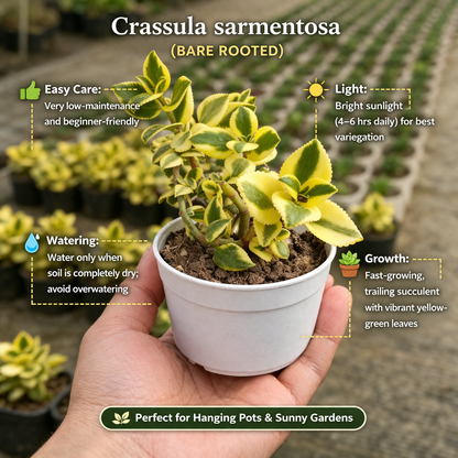 Crassula sarmentosa (BARE ROOTED)