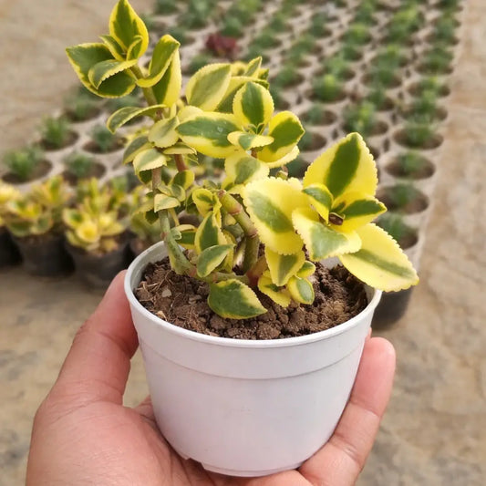 Crassula sarmentosa (BARE ROOTED)