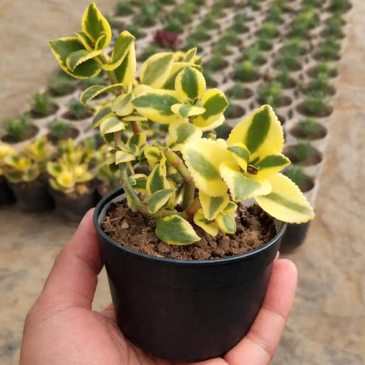 Crassula sarmentosa (BARE ROOTED)