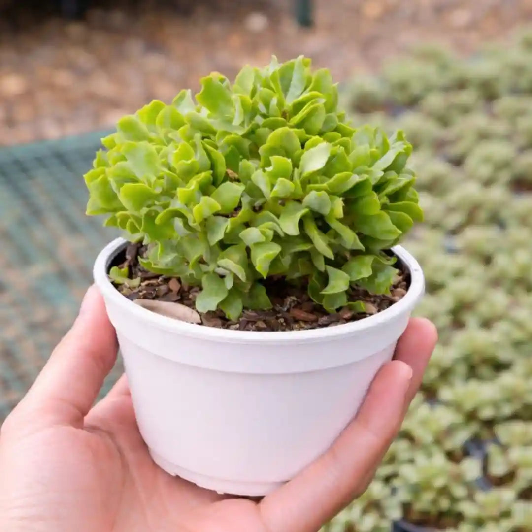 Crassula ‘Ruffels Jade’ succulent with dense, compact clusters of bright green, ruffled leaves, forming a bushy rounded shape in a white pot.