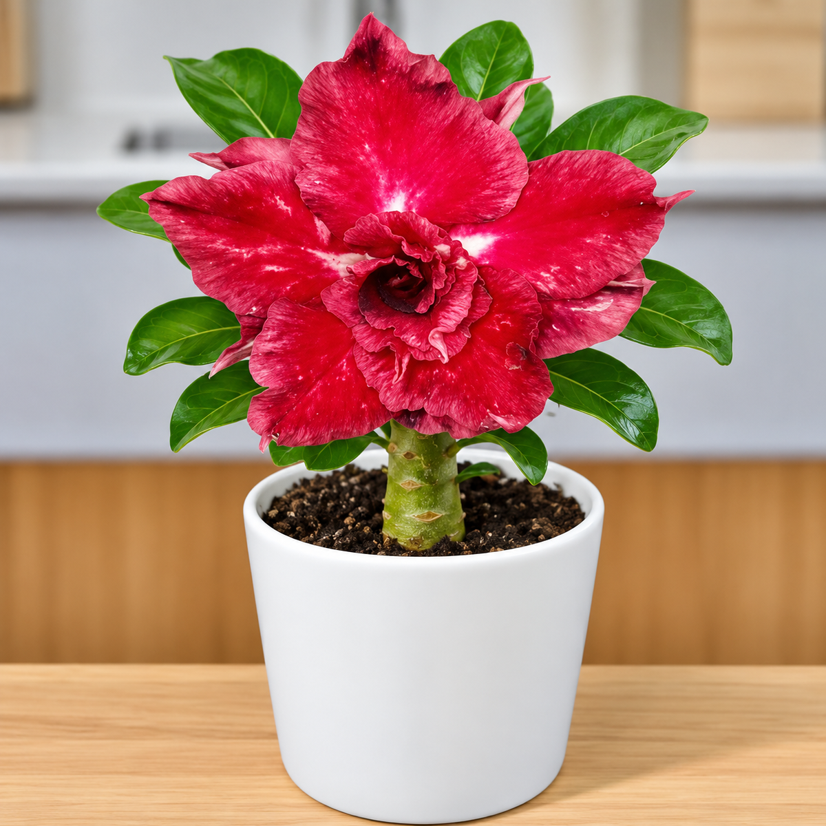 Adenium R2