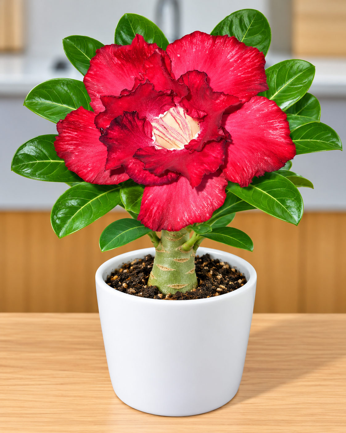Adenium R41