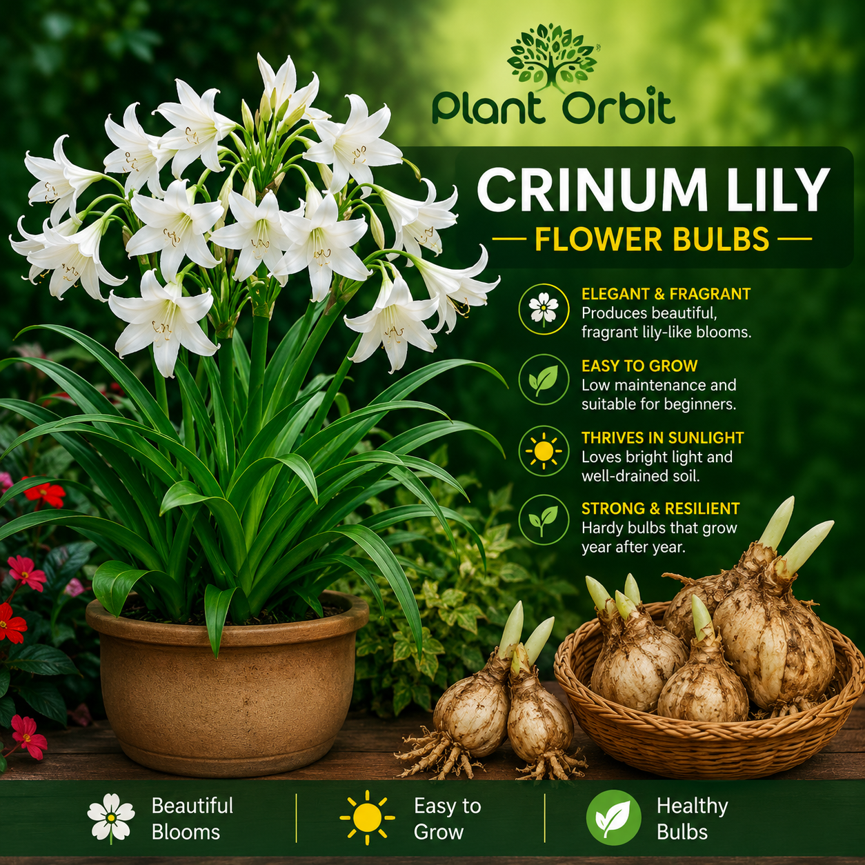 Crinum Lily flower, healthy bulbs by Plant Orbit with white lily flowers in a terracotta pot