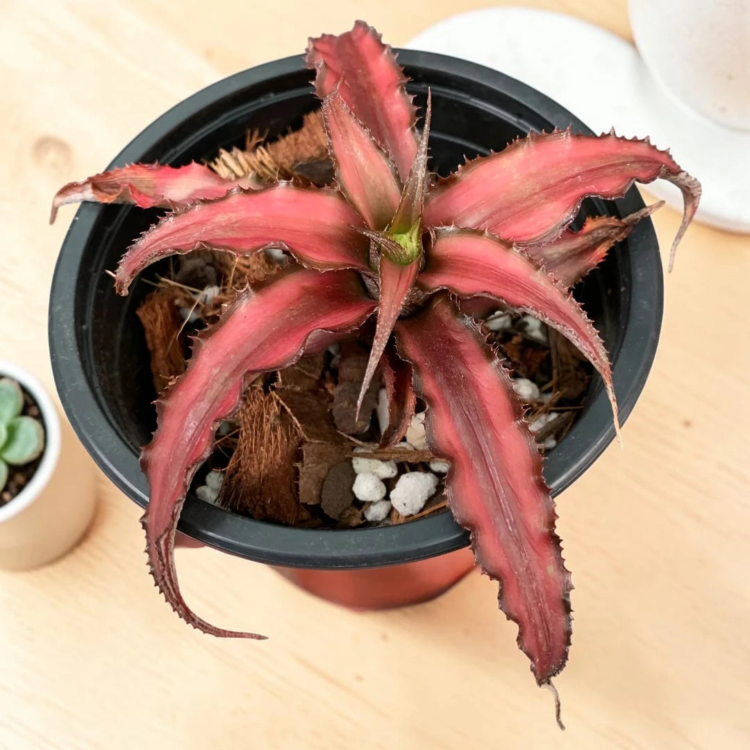 Cryptanthus with vibrant pink-red rosette leaves and textured edges growing in a black nursery pot