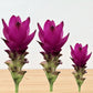 Cucurma Bulbs (Siam Tulips)