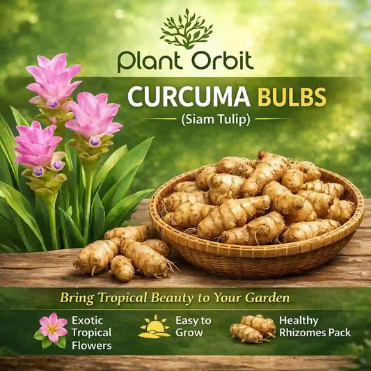 Cucurma Bulbs (Siam Tulips)