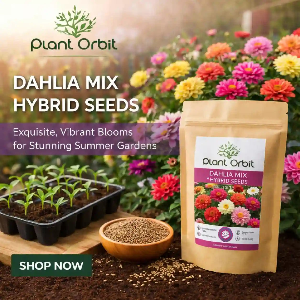 Plant Orbit Dahlia Mix hybrid seeds packaging with growing plants and flowers in the background.