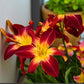Day Lily (Hemerocallis) Bulbs