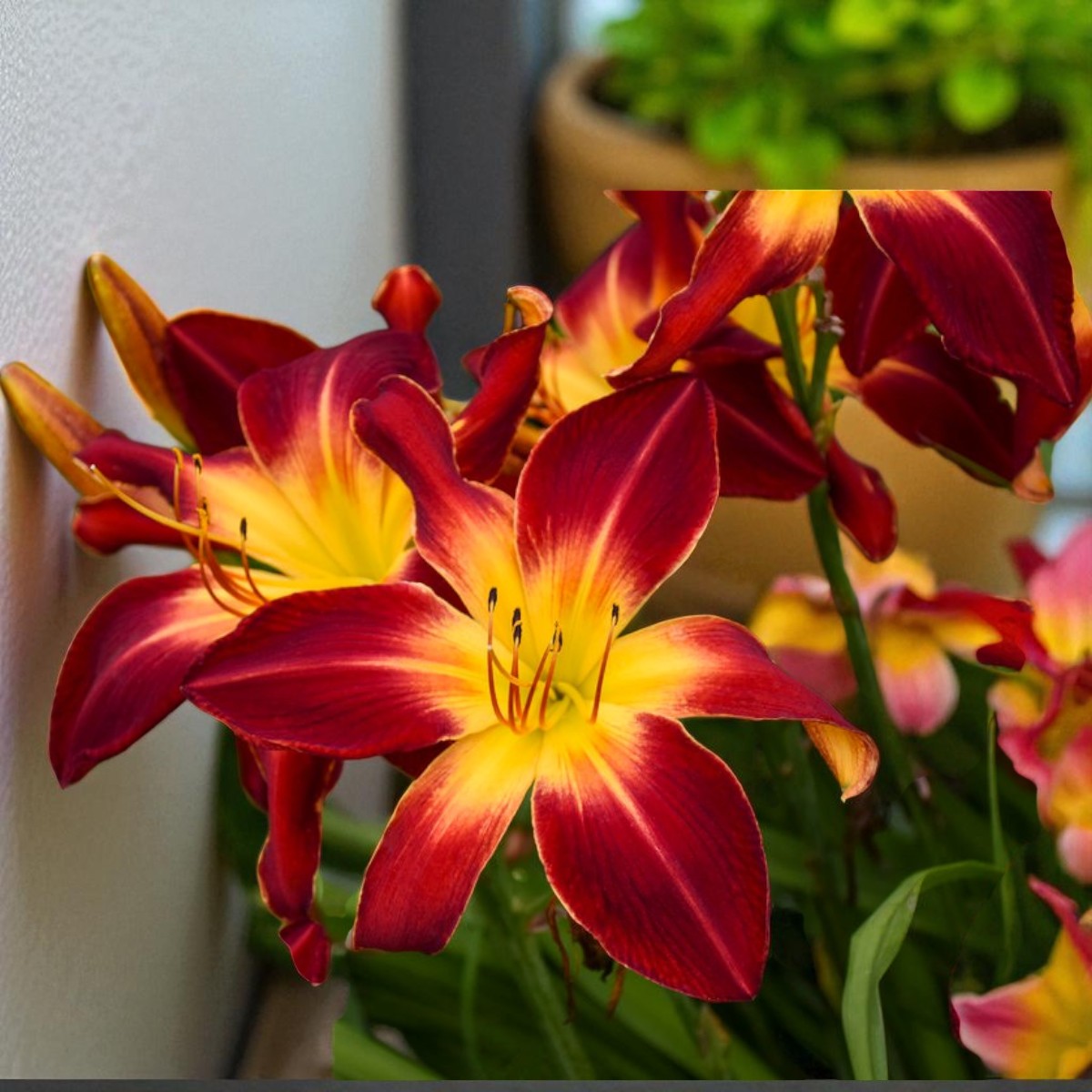 Day Lily / Achimenes Hemerocallis Bulb