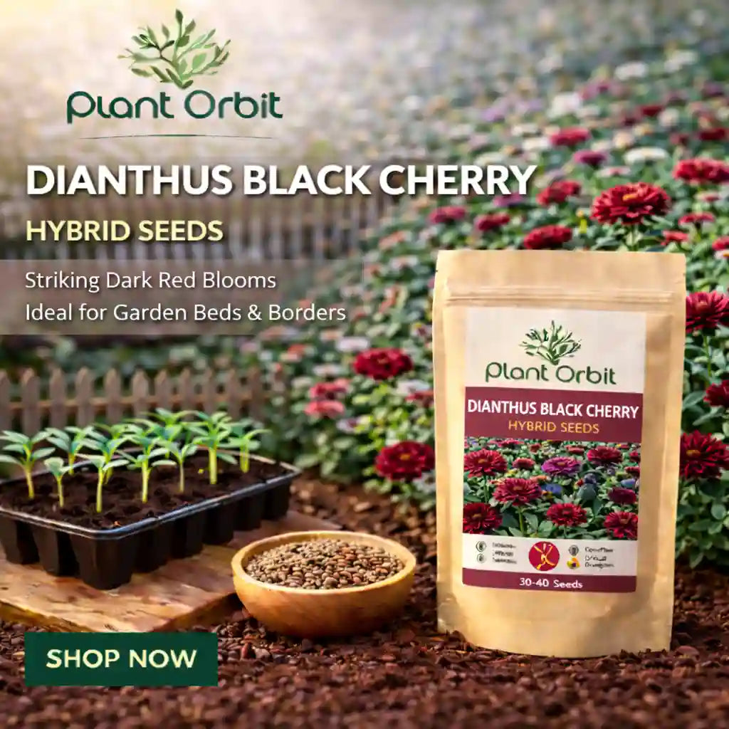 Dianthus black cherry hybrid Seeds
