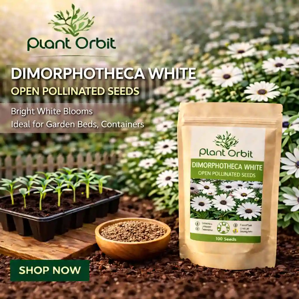 Plant Orbit Dimorphotheca White seeds packaging with garden elements in the background