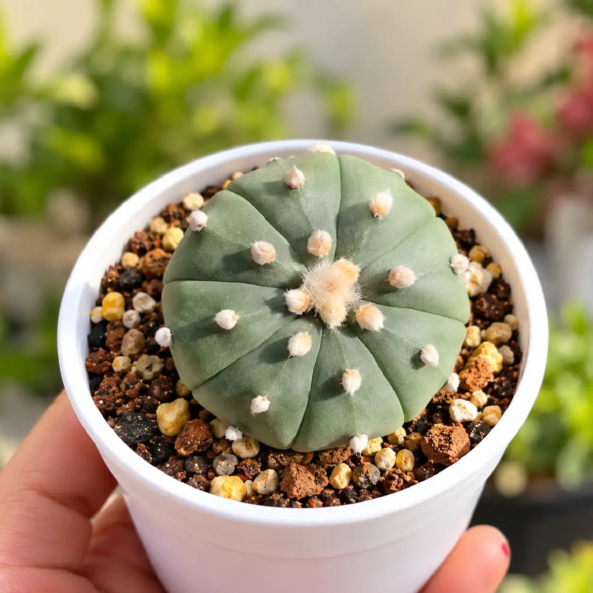 Dollar Cactus (Bare Rooted)