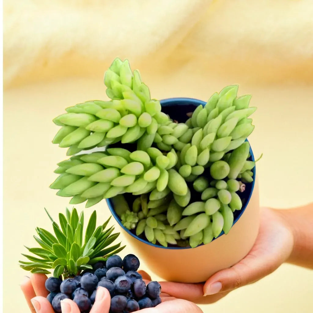 Top view of a Donkey Tail succulent in a beige pot, with hands holding blueberries and another small succulent plant in the foreground, set against a soft yellow background.