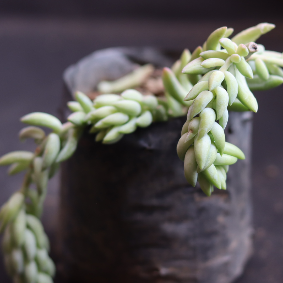 Close-up of a trailing Donkey Tail succulent with thick, teardrop-shaped green leaves, growing from a small black plastic pot, set against a dark background.