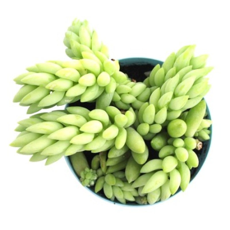 Top view of a Donkey Tail succulent with dense clusters of light green, teardrop-shaped leaves in a blue pot, isolated on a white background.