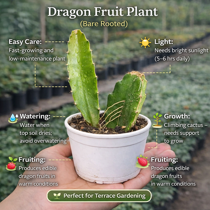 Dragon Fruit Plant (Bare rooted)