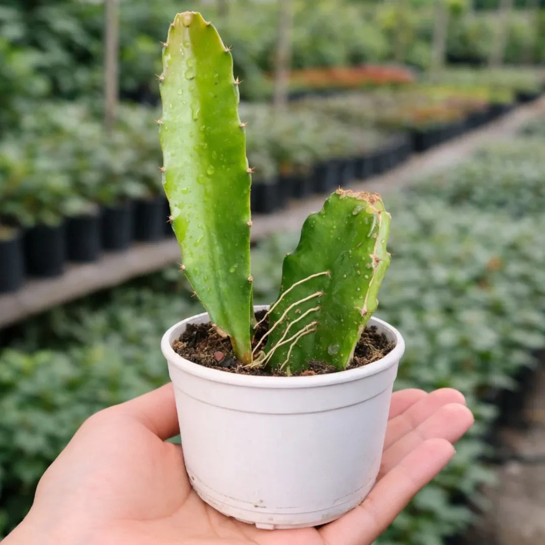 Dragon Fruit Plant with green, upright cactus stems and small spines, growing in a white pot held in a person’s hand at a plant nursery.