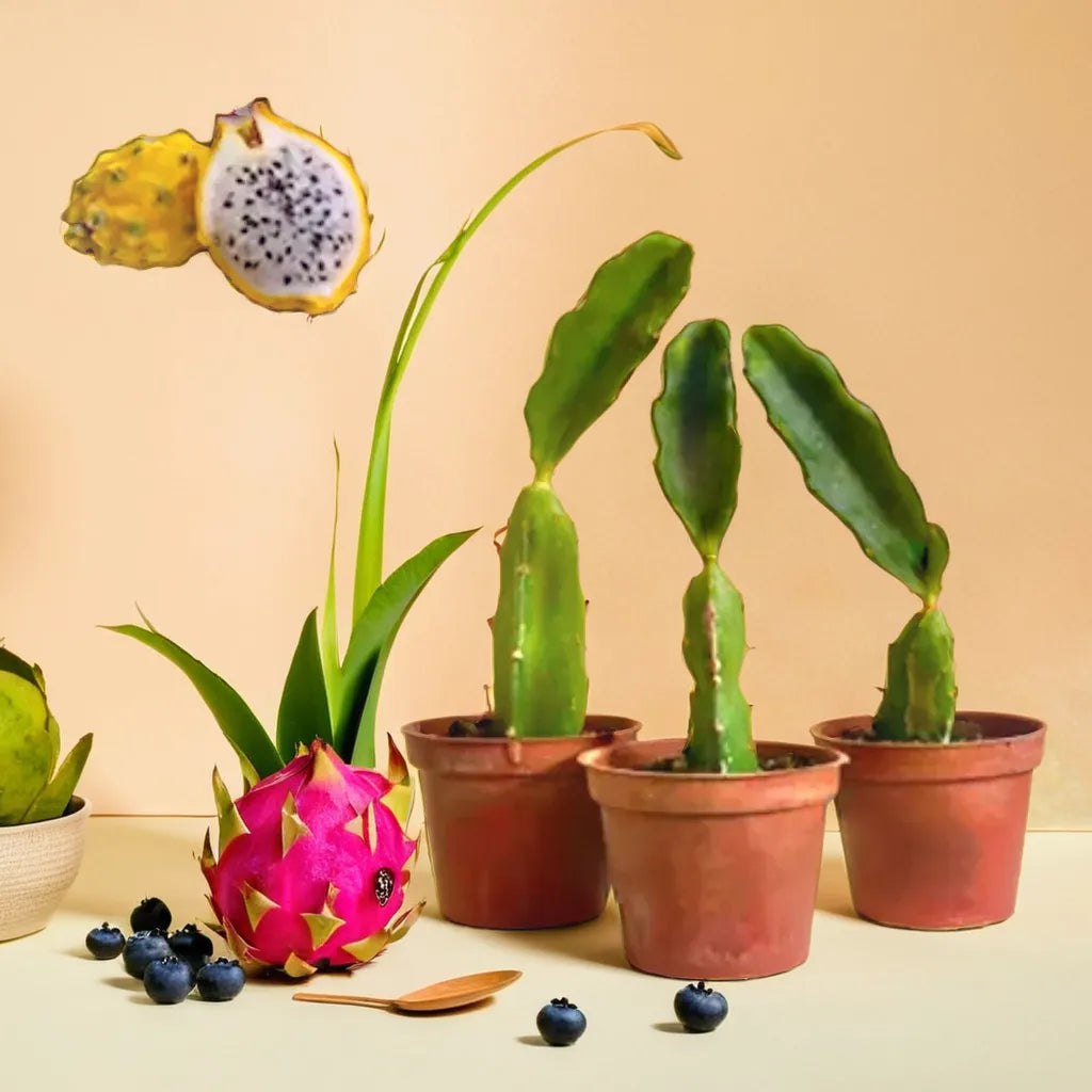 Arrangement of Dragon Fruit Succulent plants in small pots with a pink and yellow dragon fruit displayed nearby, set on a beige background with blueberries scattered in the foreground.