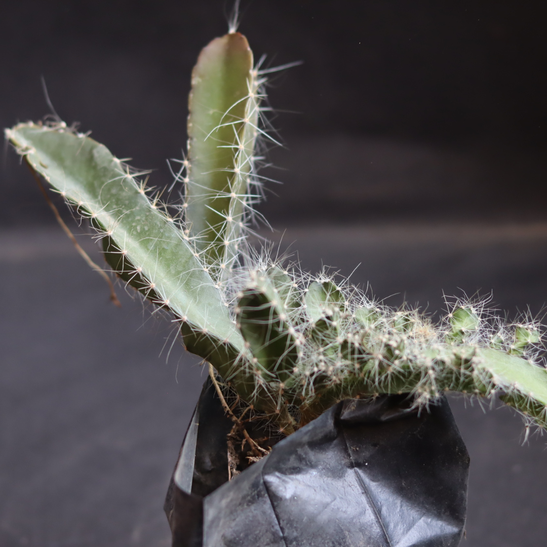 Close-up of a young Dragon Fruit Succulent plant in a black plastic pot, showcasing its spiky, cactus-like green stems with fine hair-like spines.