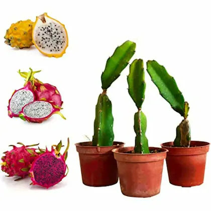 Three Dragon Fruit Succulent plants in terracotta pots alongside various colored dragon fruit, including pink and yellow varieties, cut open to reveal their unique interiors, against a white background.