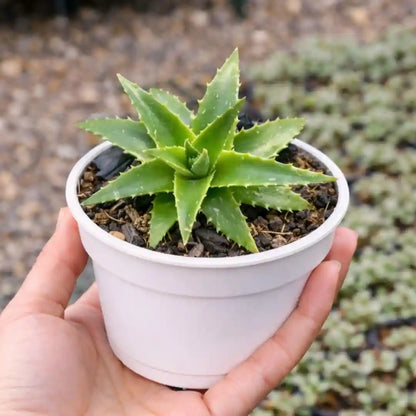 Dykia breviflolia (BARE ROOTED)