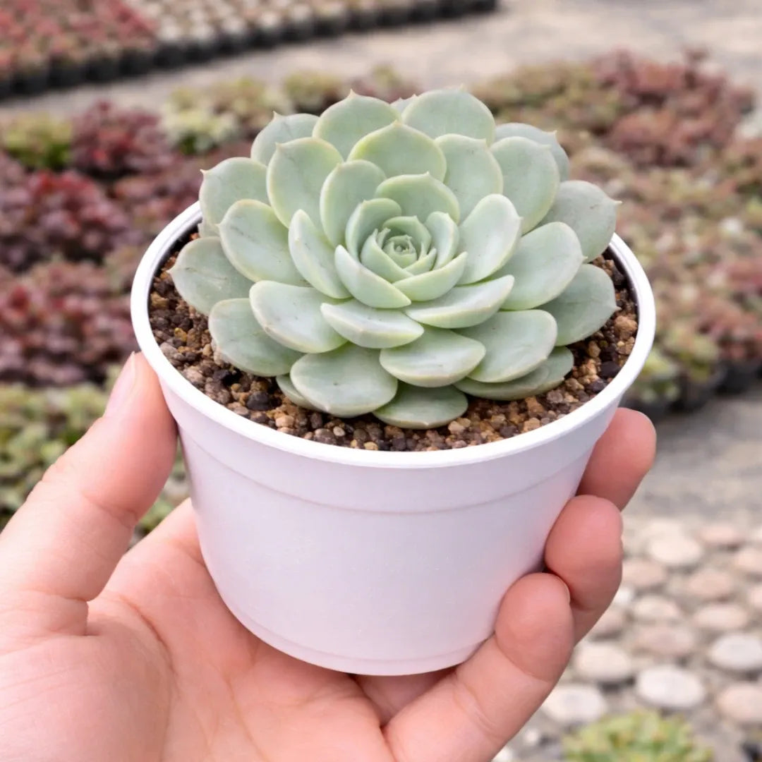 Echeveria On Slow succulent with a compact, symmetrical rosette of pale blue-green, powdery leaves, growing in a white pot.
