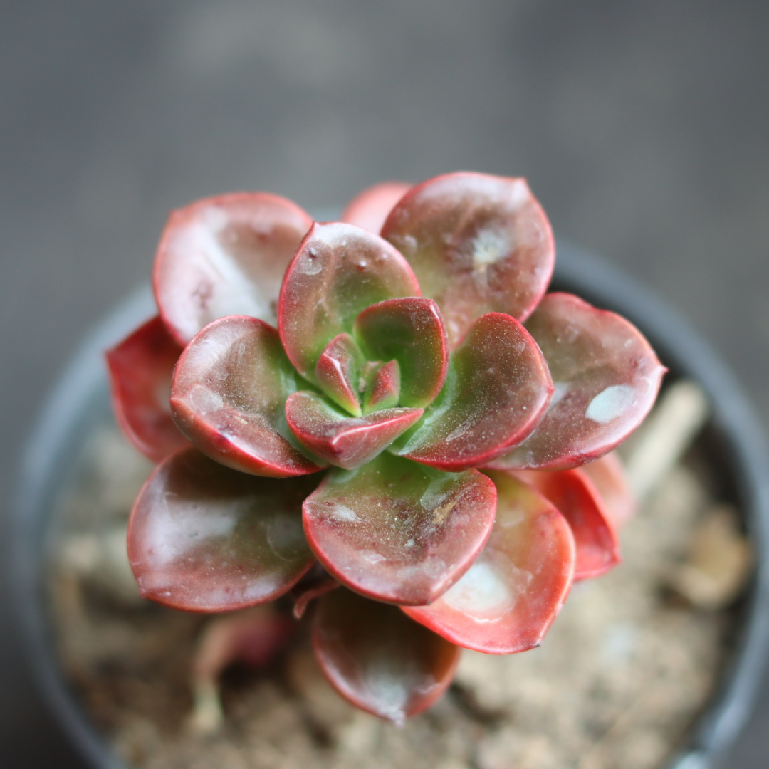 Close-up of Echeveria Melaco succulent with dark red and green rosette leaves in a small pot, showcasing its unique shine and color, from Plant Orbit.