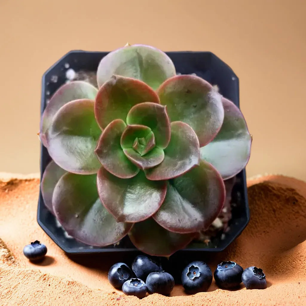 Echeveria Melaco succulent plant with glossy red and green leaves in a black pot, displayed on a sandy background with blueberries, available at Plant Orbit.