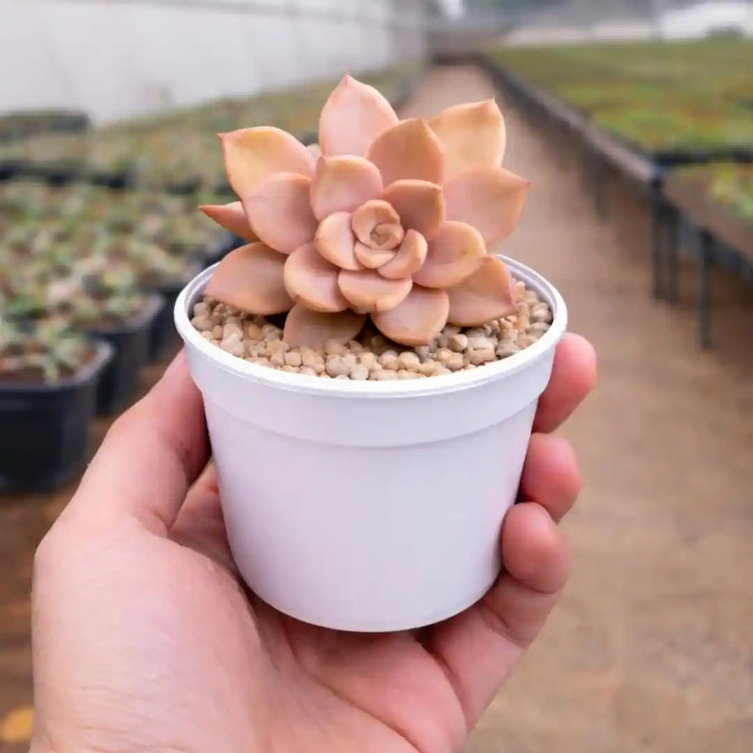 Echeveria 16