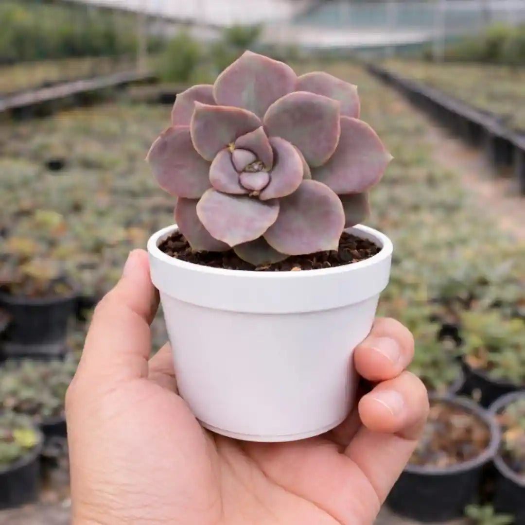 Echeveria  18