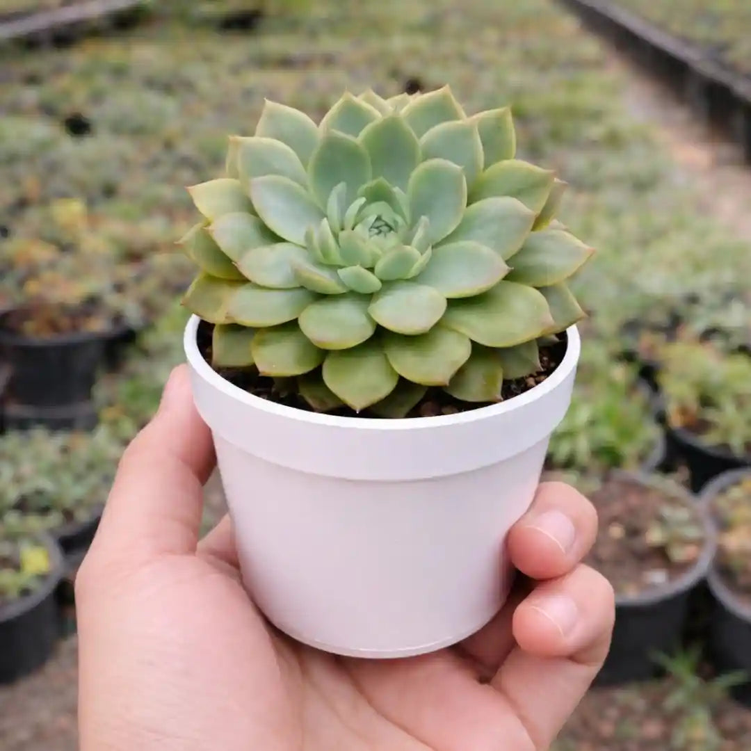 Echeveria  19