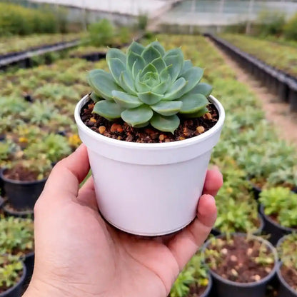 Echeveria  2