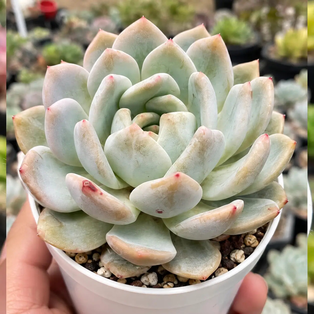 Echeveria 2 (Bare Rooted)