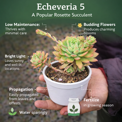 Mini Succulent Gift Hamper Box-Set of 6 Live Succulent Plants by Plant Orbit