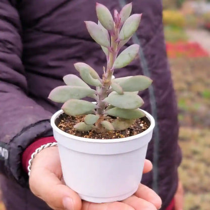 Echeveria 9