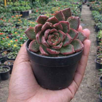 Echeveria Bene Musume