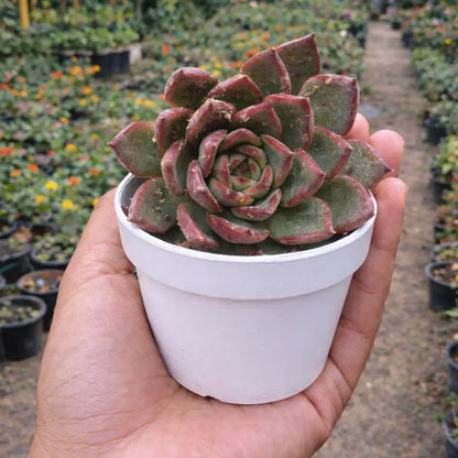 Echeveria Bene Musume