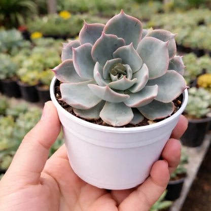 Echeveria Blue Sky (Bare Rooted)