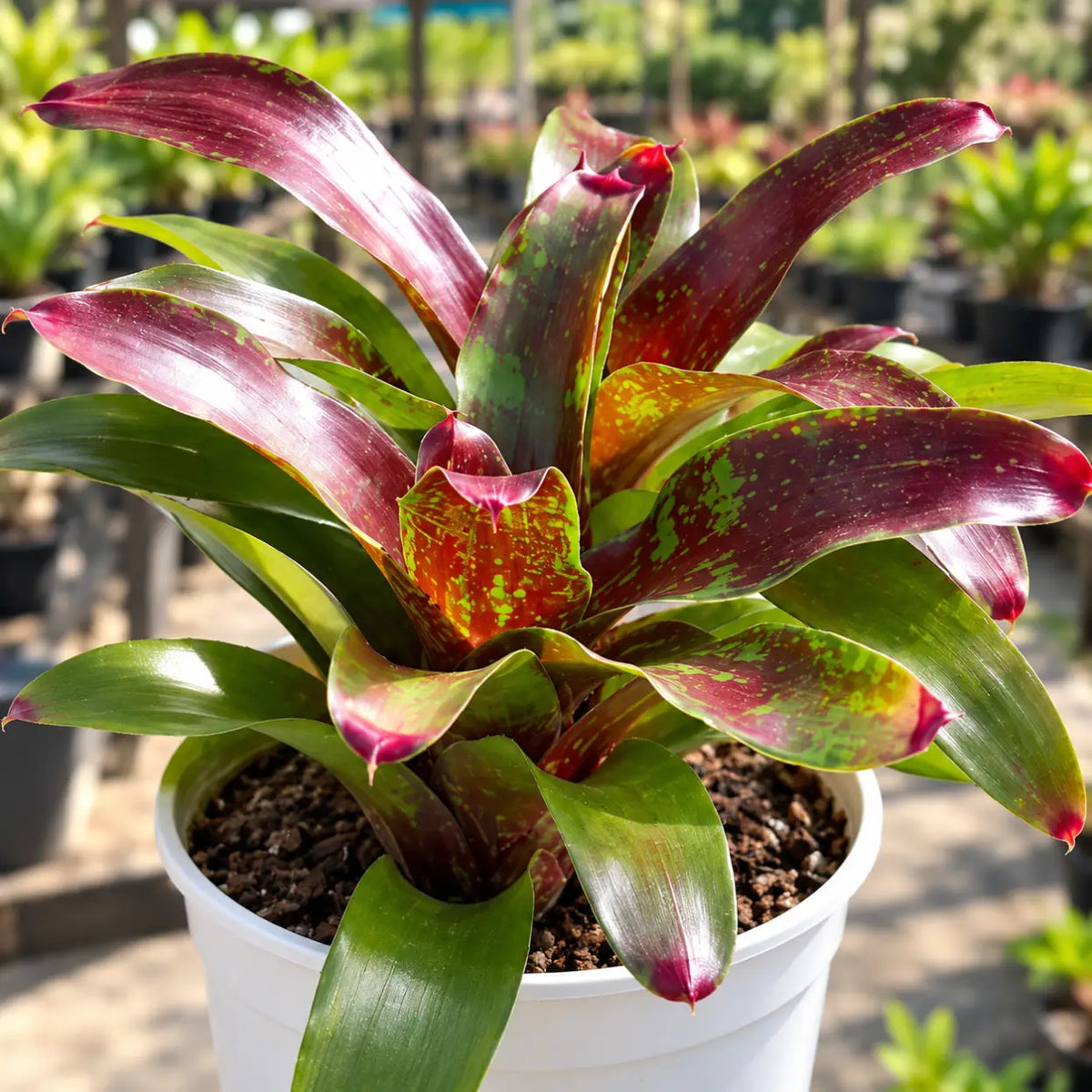 Red And Green Bromeliad (Bare Rooted)