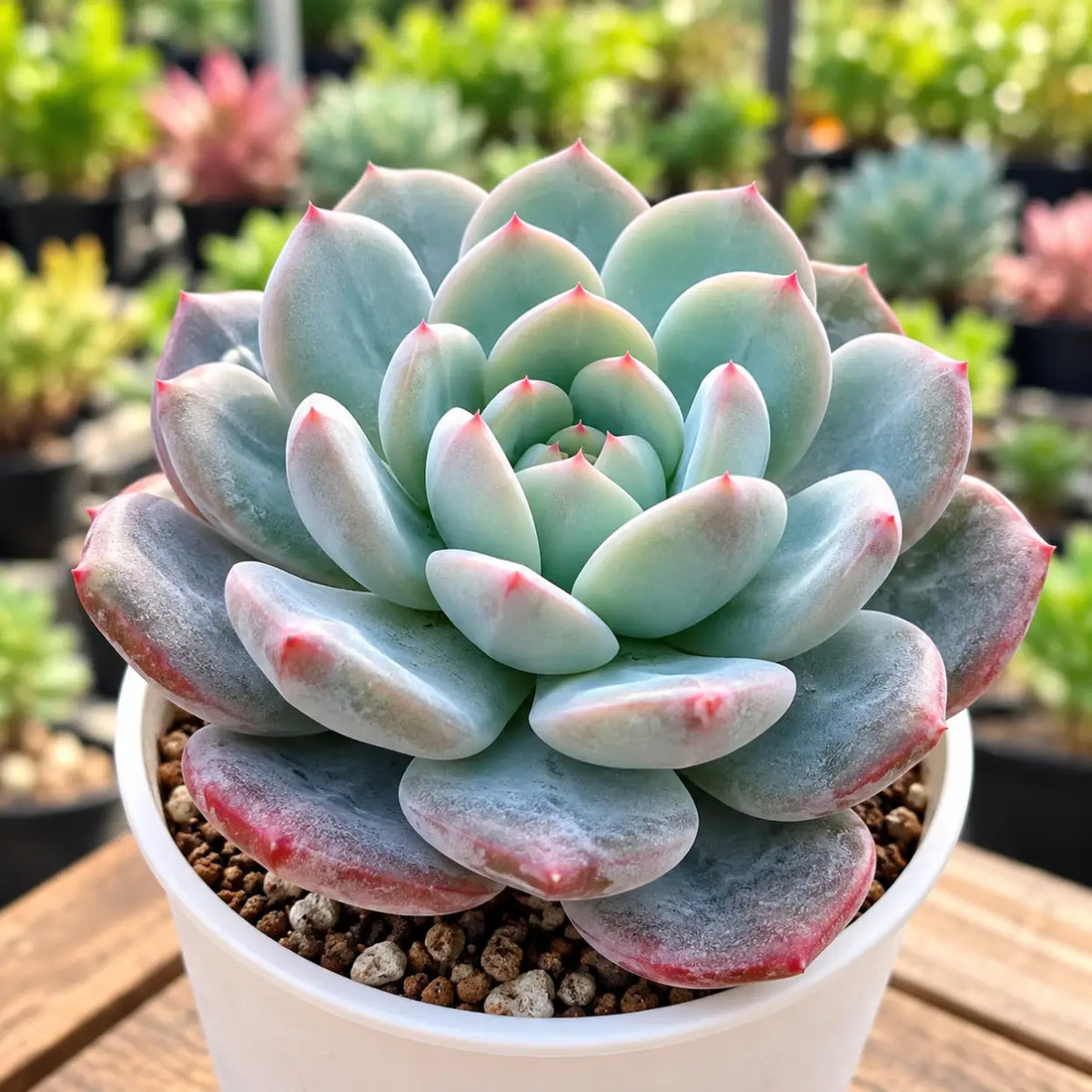 Echeveria Blue (Bare Rooted)