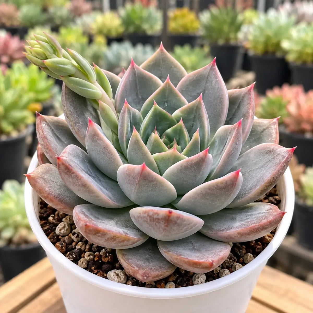 Echeveria Brown (Bare Rooted)